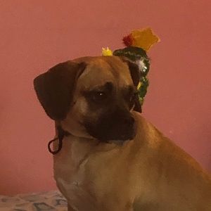 Meet your Posher, Ann